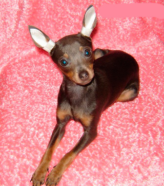 Llamo tu atención sobre la forma en que se ajustan correctamente las orejas del Toy Terrier, las orejas se colocan altas e incluso