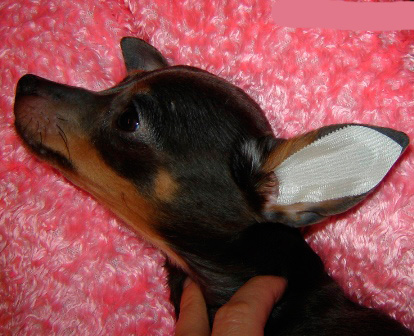 Cuando las orejas estén secas, pegue el diseño en la oreja del perro, como se muestra en la foto, y alíselo con cuidado