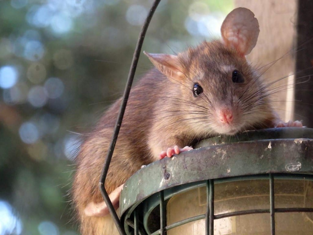 Крысы и мыши в доме - это незванные арендаторы, которые не захотят уходить в ближайшее время